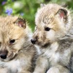 Arctic Wolf, canis lupus tundrarum, Pup, Alaska