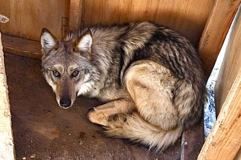 Asha The Mexican Gray Wolf Was Captured Again In New Mexico After Wandering Outside Of Arbitrary “Designated Zone”