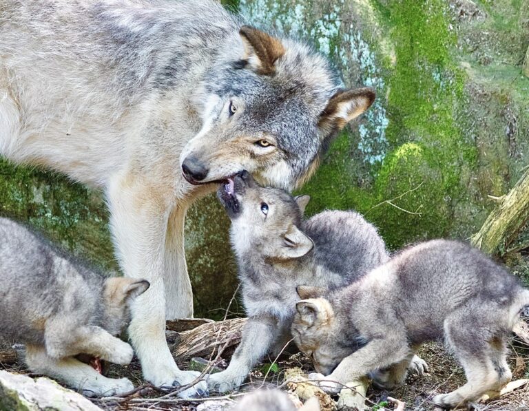 New Settlement Ensures National Recovery Plan For Gray Wolves Under The Endangered Species Act