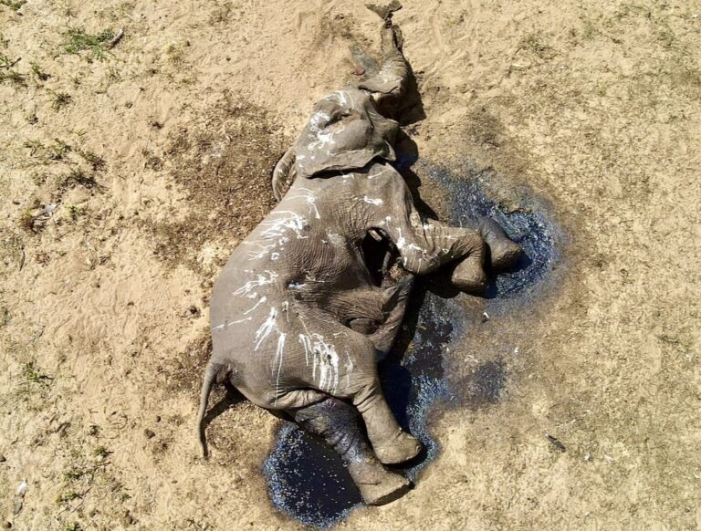 Heartbreaking Images Surface As 100 Elephants Have Died In Zimbabwe Due To Severe Drought