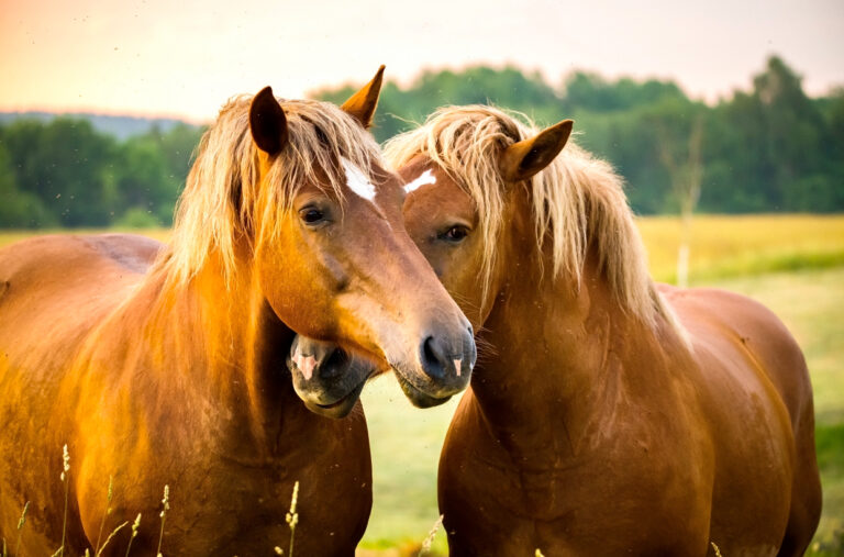 Victory! Governor Hochul Signs Bill That Will Prevent New York Horses From Being Sold & Transported For Slaughter