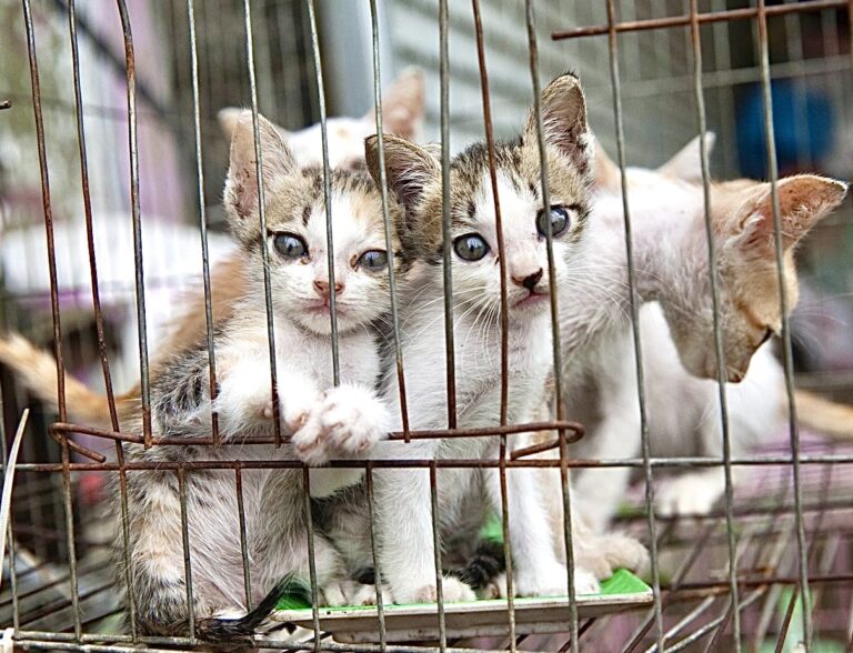 A Slaughterhouse In Vietnam That Killed Up To 300 Cats Per Month For The Cat Meat Trade Shuts Its Doors For Good