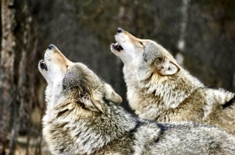 WANTED! $26,500 Reward Offered For Information Regarding Two Separate Illegal Wolf Killings In Oregon