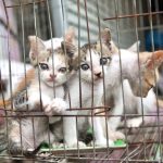 Viet Nam cat meat facility