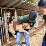 Viet Nam dog meat facility rescue