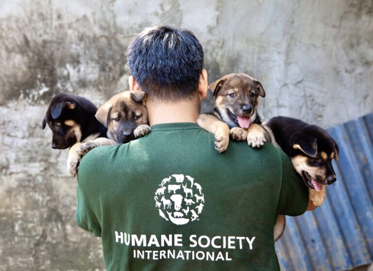 Dozens Of Dogs Saved From Dog Meat Slaughterhouse In Vietnam After Owner Had A Change Of Heart & Wanted To Stop The Cruel Trade