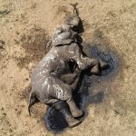 An elephant that died due to drought in Hwange National Park.