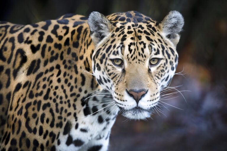 Federal Officials Deny Proposal For The Reintroduction Of Endangered Jaguars Back Into The Southwestern United States