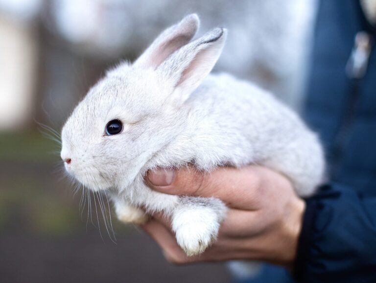 Victory! Chile Becomes The 45th Country In The World To Ban Animal Testing For Cosmetics
