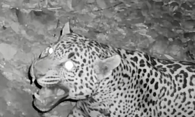 A New Jaguar Has Been Spotted In Arizona Marking The 8th Jaguar In The Southwest In 30 Years
