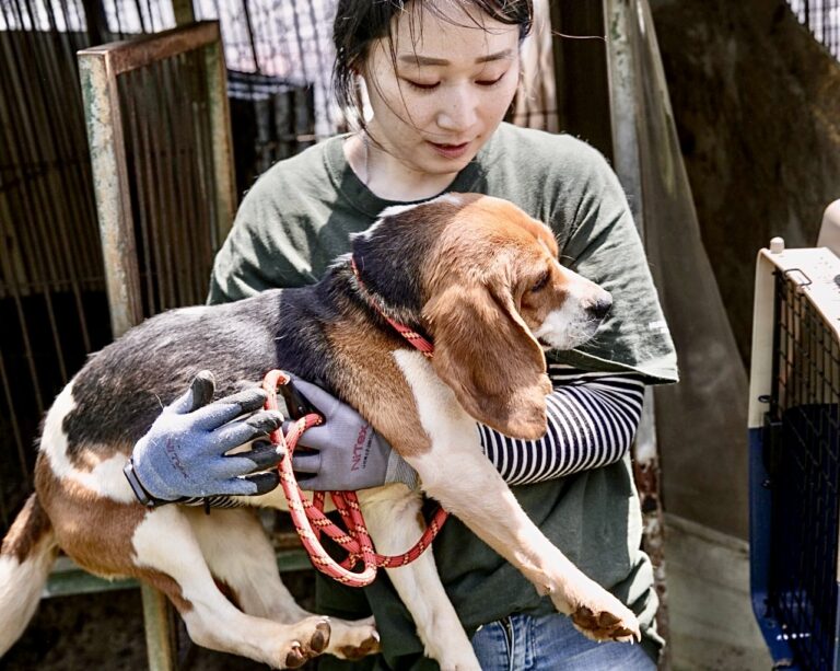 Victory! South Korea Officially Bans The Dog Meat Trade With Historic Vote