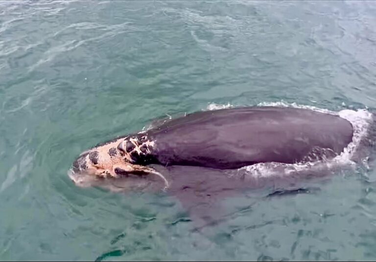 Endangered Right Whale Calf Found Dead Off The Coast Of Georgia After Being Struck By A Vessel