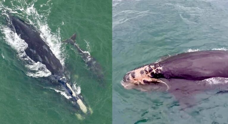 Nearly 80% Of Ships Were Speeding In Mandatory Slow Zones Leading Up To Boat Strike Critically Injuring A North Atlantic Right Whale Calf