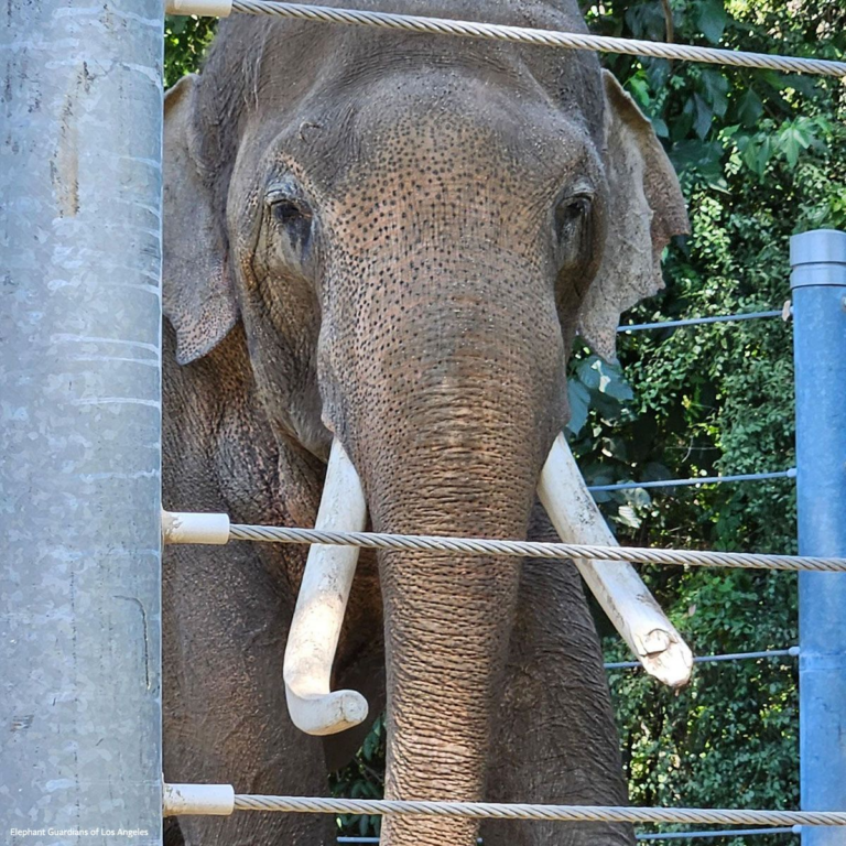 Los Angeles Zoo Listed As #1 On IDA’s 10 Worst Zoos In North America; The Fight To Free Billy The Elephant Continues