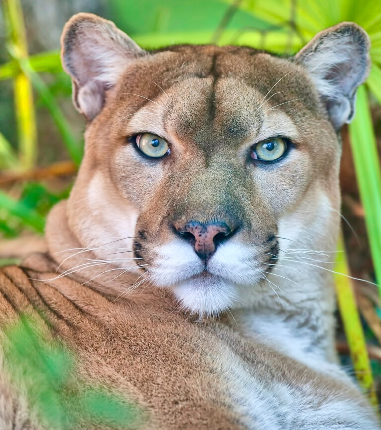 Rat Poisons Pushing Dozens Of Endangered Species Toward Extinction, Including Florida Panthers & California Condors