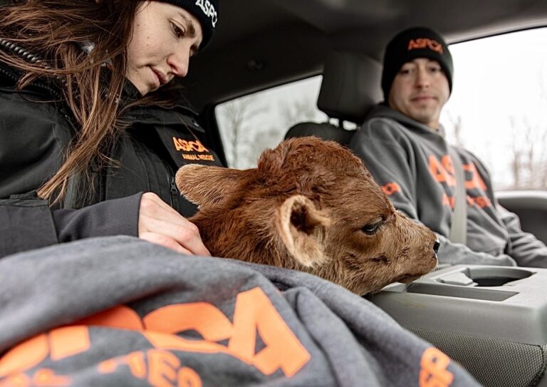 More Than 100 Farm Animals Rescued From Poor Conditions In Joint Effort Between ASPCA & Tioga County Sheriff’s Office