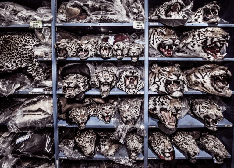 Victory! Belgium Bans The Import Of Hunting Trophies Increasing The Protection Of Elephants, Lions, Rhinos & Other Iconic Species