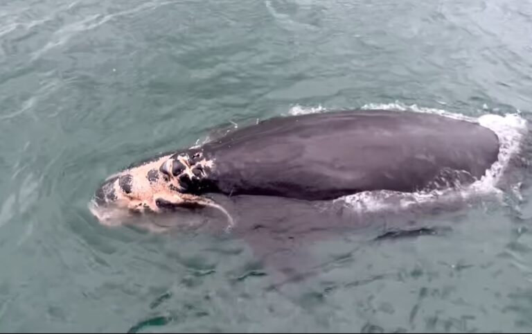 Critically Endangered North Atlantic Right Whale Calf Seriously Injured By Vessel Strike Off The Coast Of South Carolina
