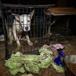 KS Dog and Cat Cruelty Rescue