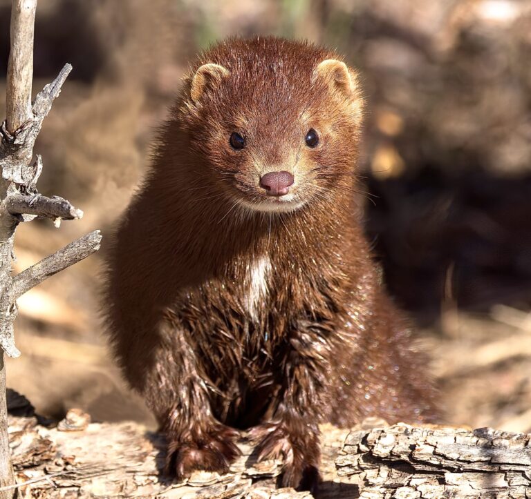 New Illinois Bill Could End Cruel Mink Farming By January 1st, 2025