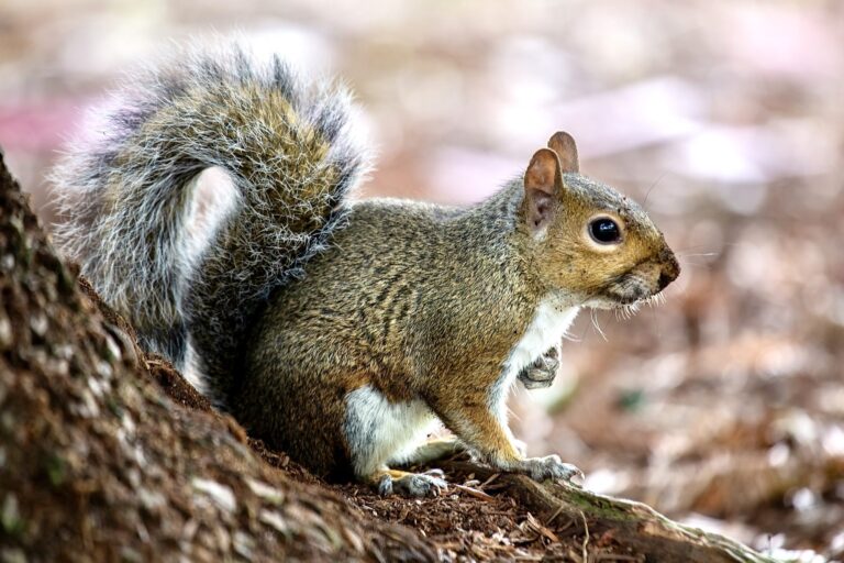 Western Gray Squirrels Granted Endangered Species Act Protection In Washington