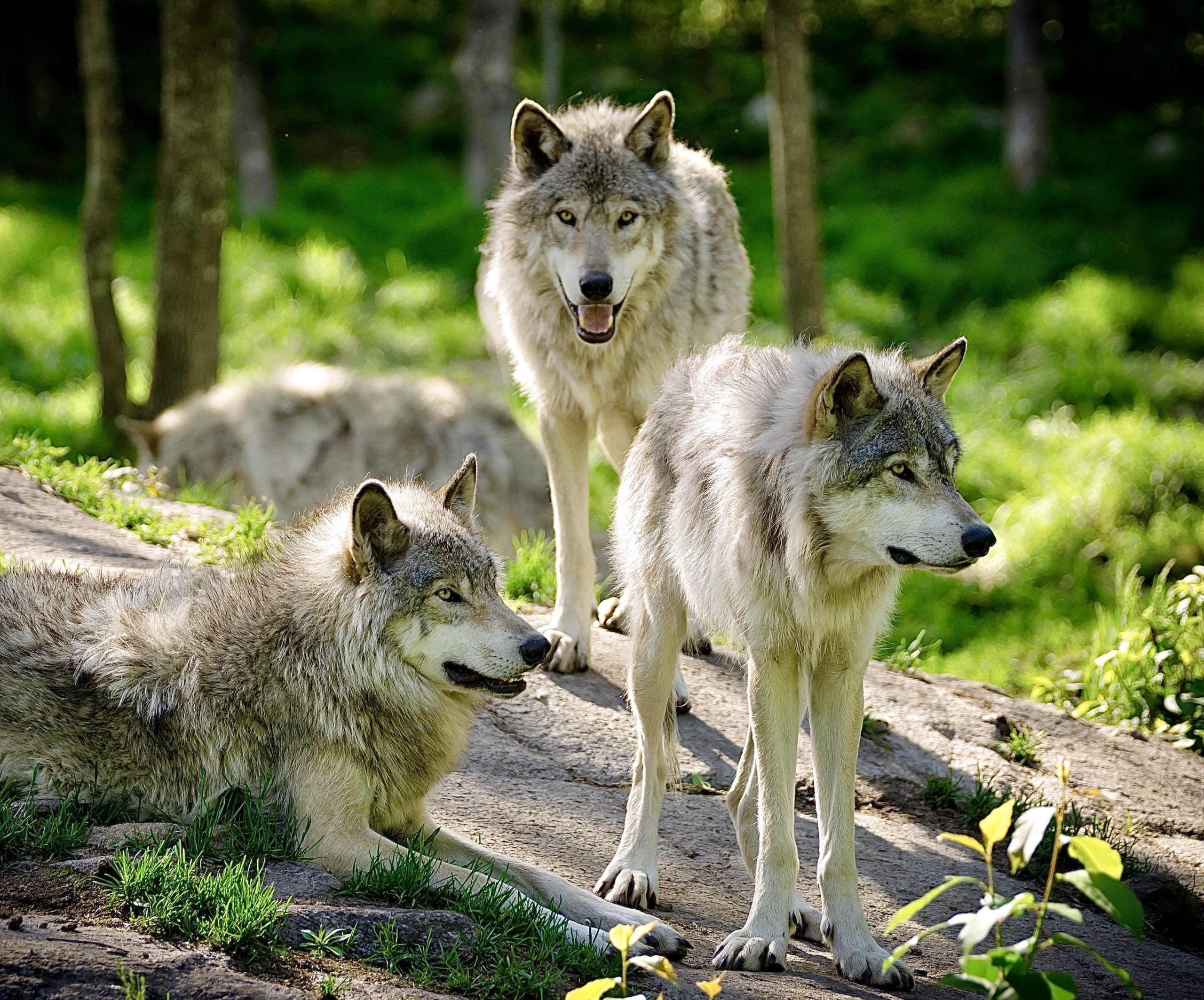 $50,000 Reward Offered For Information On Three Endangered Wolves Found ...