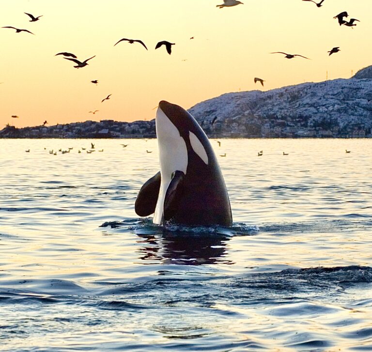 Southern Resident Orcas Receive Endangered Species Act Protections In Oregon Aiding In Their Recovery