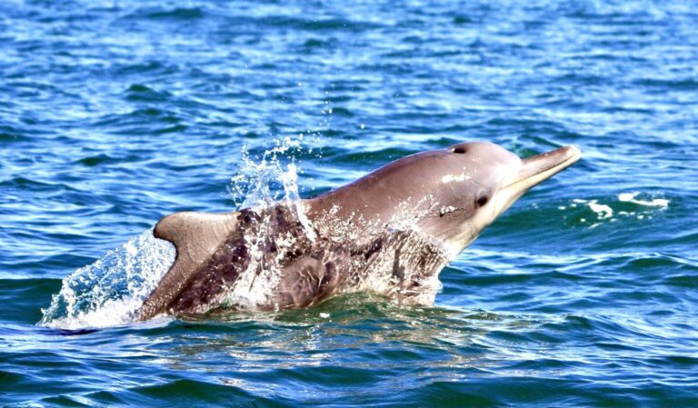 Critically Endangered Atlantic Humpback Dolphins Win U.S. Endangered Species Act Protections
