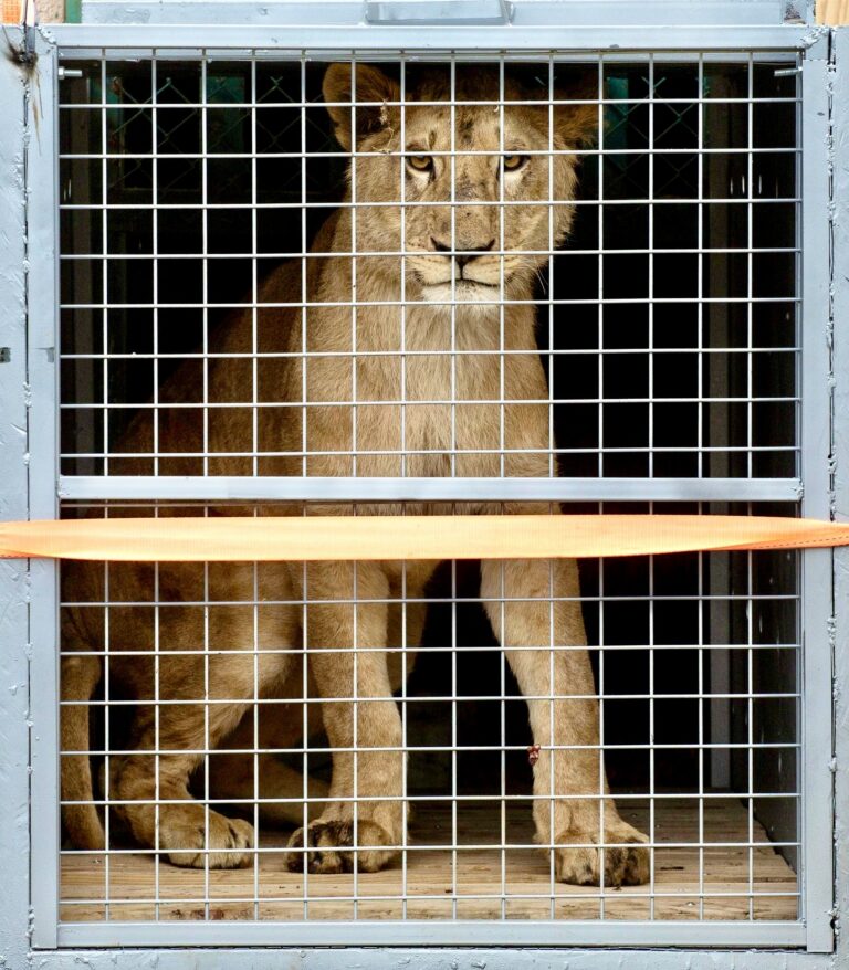 FOUR PAWS Rescues 48 Wild Animals, Including A Group Of Lions From War-Torn City In Sudan