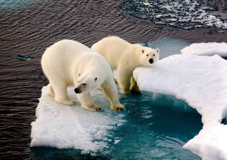 Biden Administration Approves 9,779 Oil & Gas Drilling Permits Putting Endangered Species & Our Climate At-Risk
