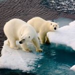 Two polar bears on a small ice floe