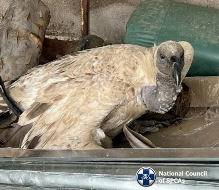 Cape Vulture Rescued After Man Tried To Sell The Wild Animal Illegally On Facebook In South Africa