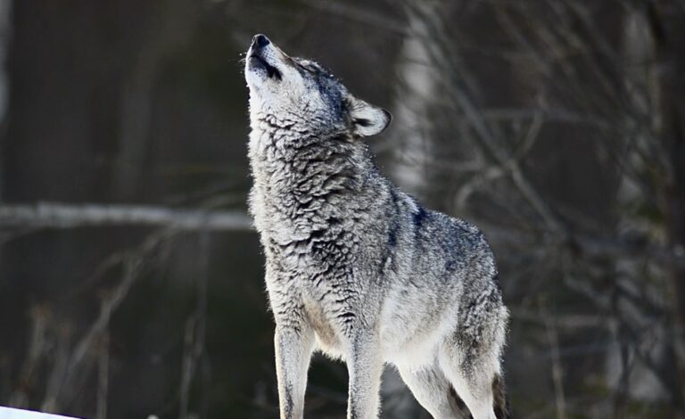 Take Action To Urge The U.S. Forest Service To Ban Shooting Wolves From Helicopters In Idaho