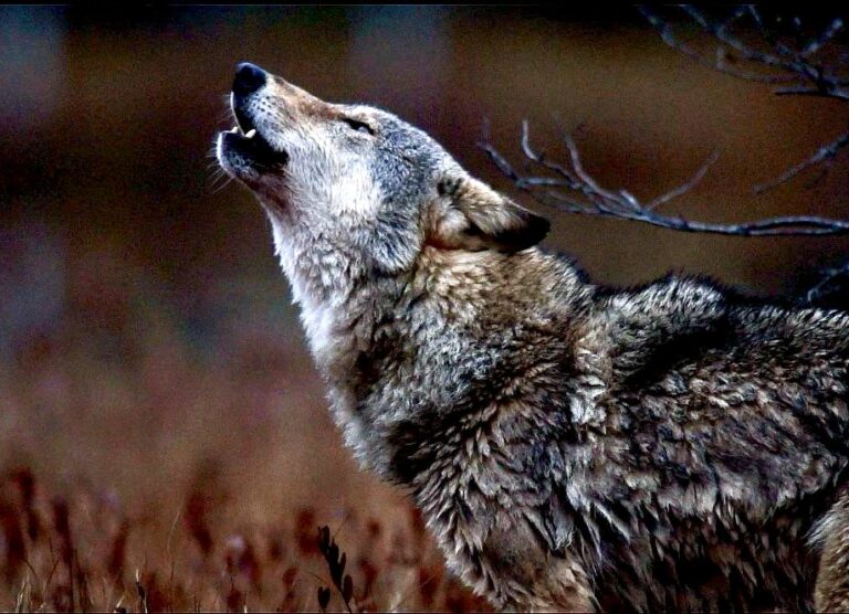 Gray Wolves Denied Life-Saving Endangered Species Act Protections In The Northern Rockies