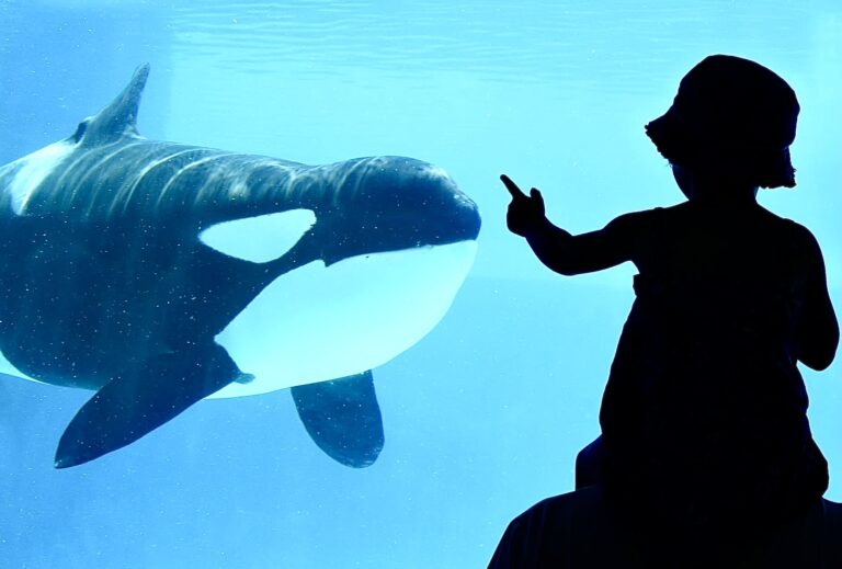 The SWIMS Act Has Been Reintroduced In The U.S. & Would Prohibit The Breeding & Wild Capture Of Whales For Captivity