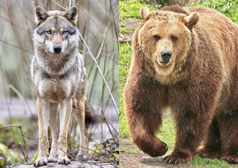 Victory! Idaho Halts Wolf Trapping & Snaring In Grizzly Bear Habitat During Non-Denning Periods