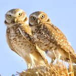 Burrowing Owl – Double Staring Contest