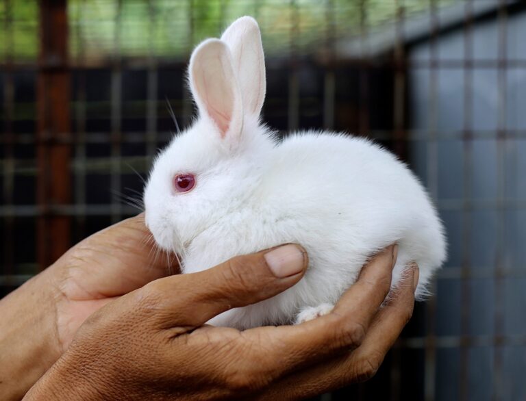 Victory! Washington Becomes The 12th State In The U.S. To Ban The Sale Of Animal-Tested Cosmetics
