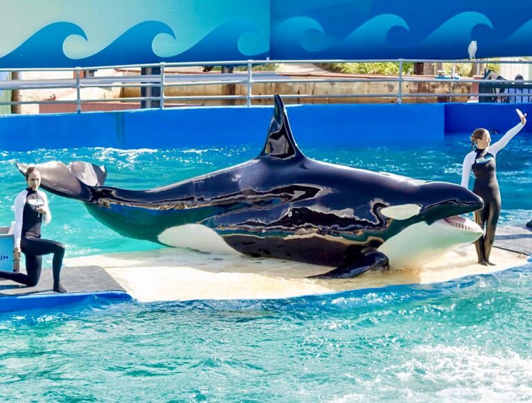 Victory! Miami-Dade County Terminates Miami Seaquarium’s Lease & Orders Park To Vacate By April 21st