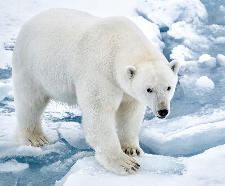 Court Orders U.S. Fish & Wildlife Service To Fix Regulation That Allows Oil Companies To Harass Polar Bears In Alaska