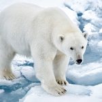 Polar Bear on Pack Ice