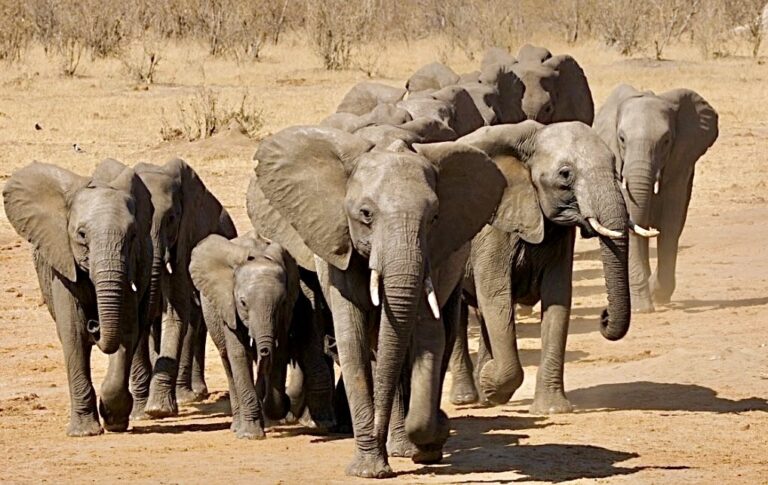 Major Victory! U.S. Bans The Import Of Live African Elephants & Elephant Hunting “Trophies”
