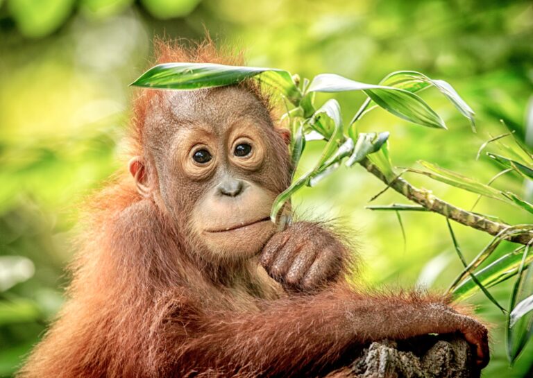 The TREES Act Is Being Introduced In New York To Help Stop Tropical Deforestation & Protect Endangered Species