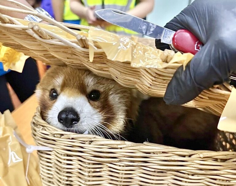Endangered Red Panda Among 87 Animals Found Inside Luggage During Bust At Bangkok Airport
