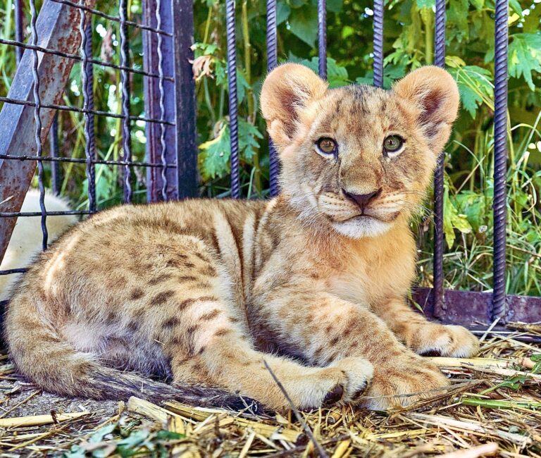Ten Organizations Join Forces To Combat Illegal Wildlife Trafficking In Global Supply Chains