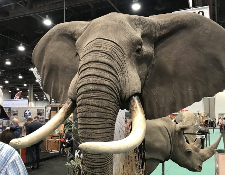 Newly Introduced Bill, The ProTECT Act, Would Ban Trophy Imports & Domestic Sport Hunting Of At-Risk Species