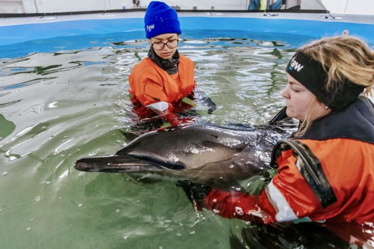 Hopeful News As The First Patient Of Dolphin Rescue Center Has Been Successfully Released In Cape Cod