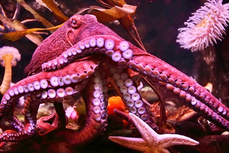 Historic Move: California Becomes The Second State To Ban Cruel Octopus Farming