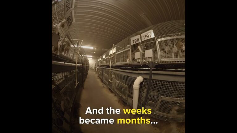 Felony Charges Dismissed Against Animal Activists Who Rescued Beagles From Cruel Vivisection Breeding Facility