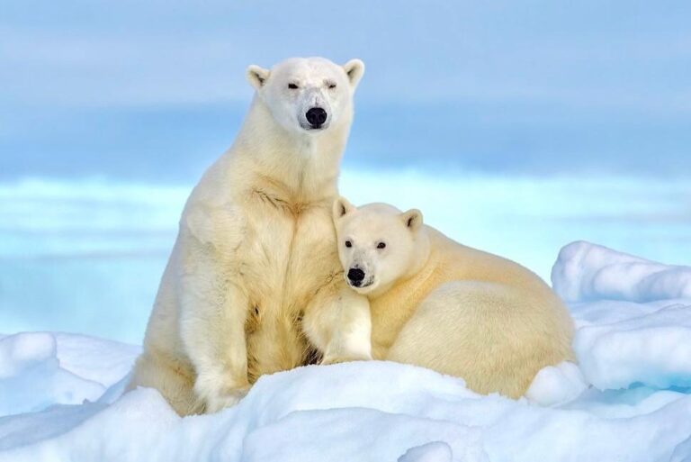 13 Million Acres of Alaskan Arctic Is Now Protected From Oil Drilling In The U.S.